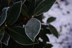 frostedleaves