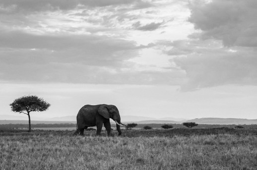 15281423855_0f07f2966b_z