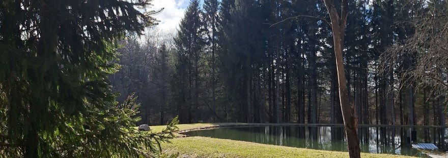 trees, grass, blue sky, white clouds, a pond