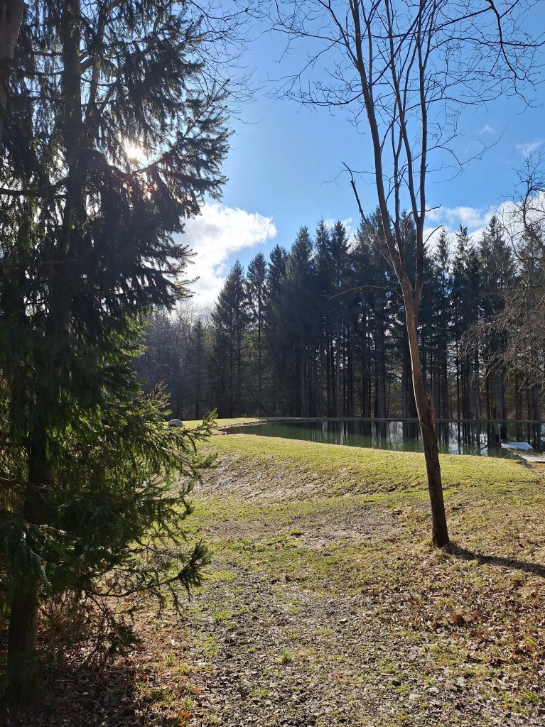 trees, grass, blue sky, white clouds, a pond