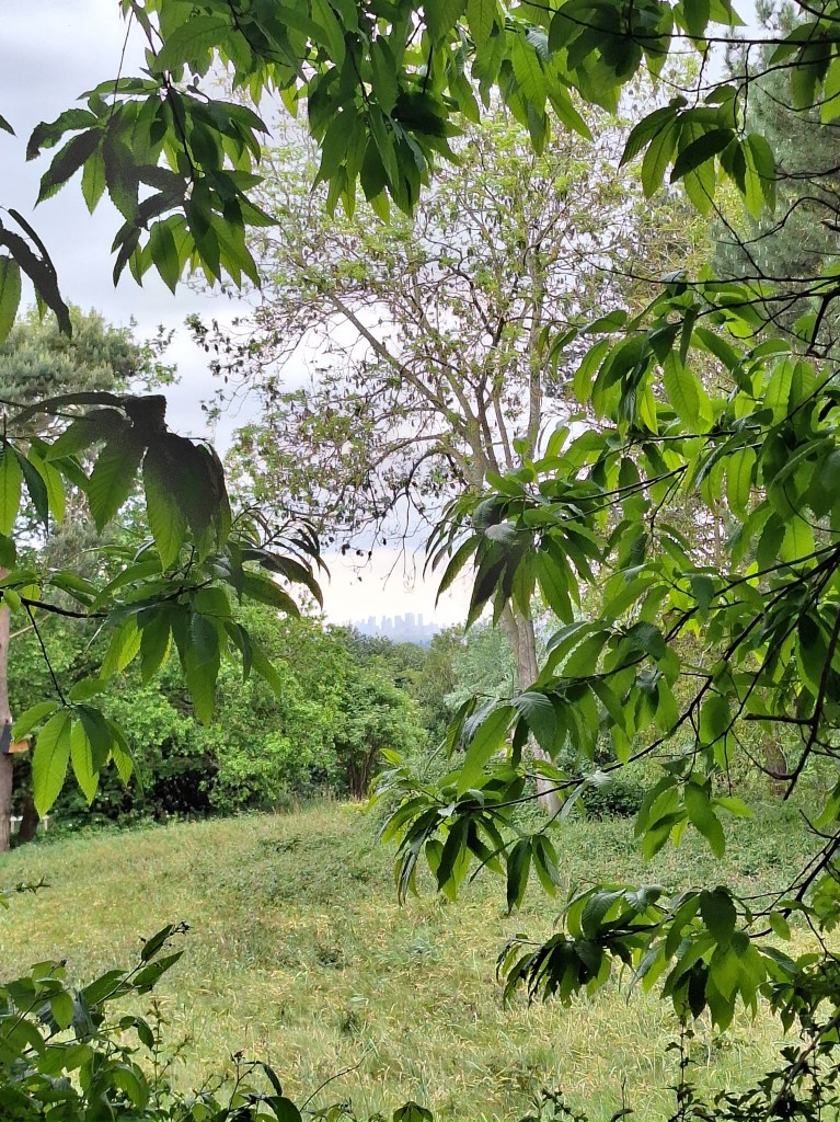 GREENERY WITH CITY IN DISTANCE